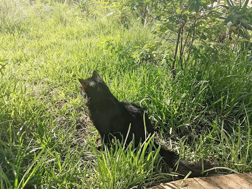 A joyful black cat lounging in a sunlit patch of grass at Black Cat Ranch Rescue.