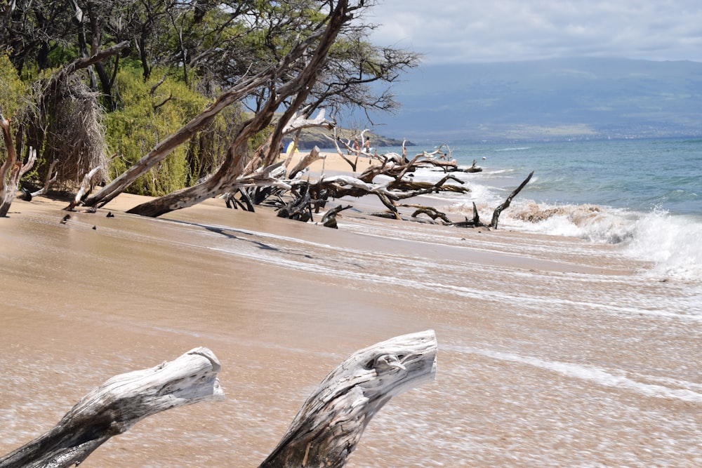 tronc d’arbre brun sur sable brun près du plan d’eau pendant la journée