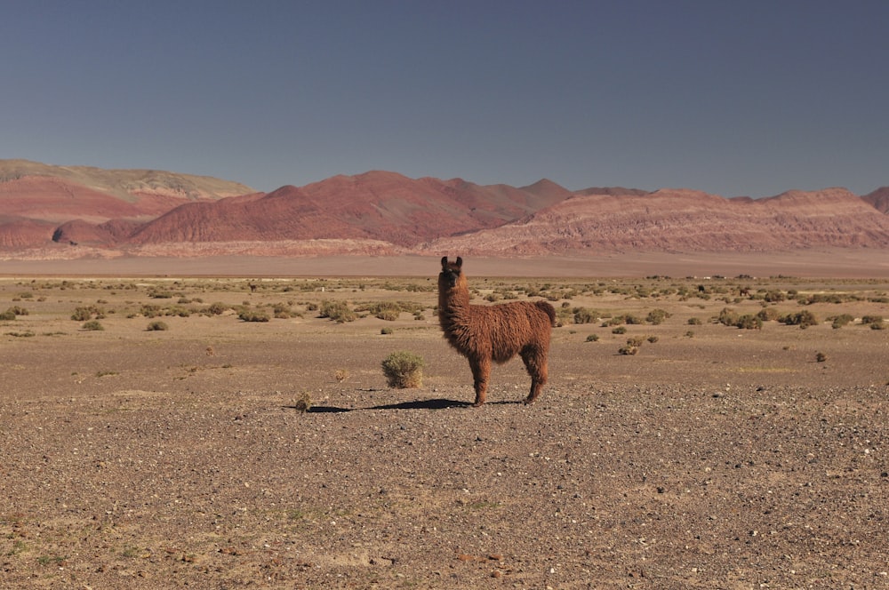 brown llama standing on brown field during daytime