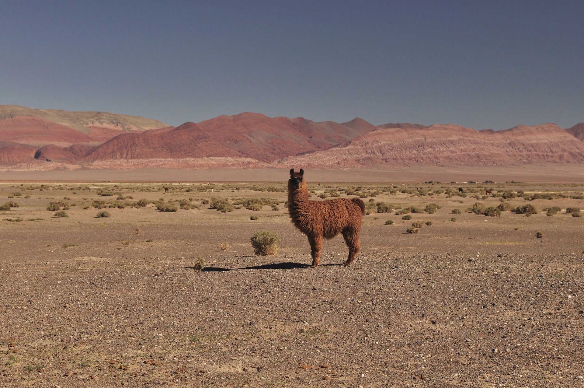brown llama standing on brown field during daytime