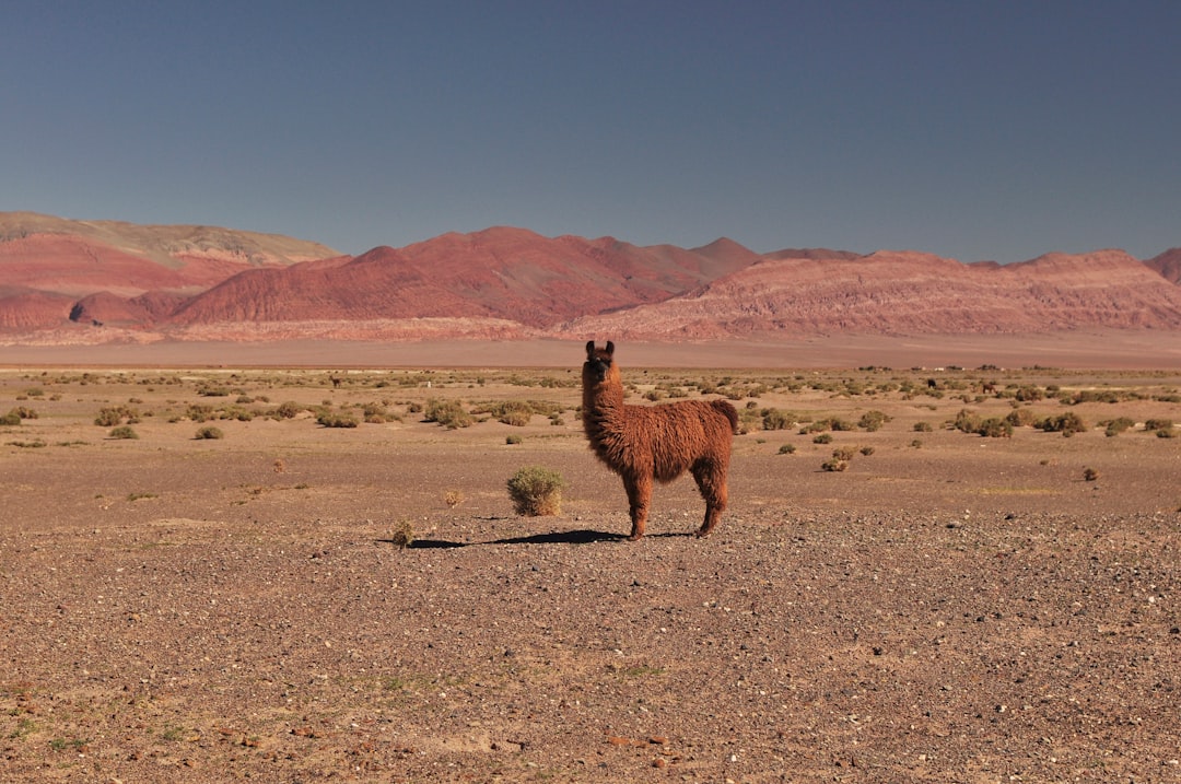 Desert photo spot Antofagasta de la Sierra Argentina