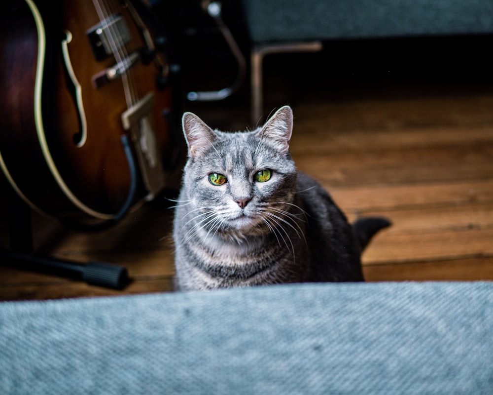 silver tabby cat on gray chair