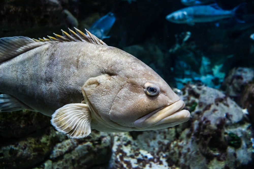 brown and white fish in water