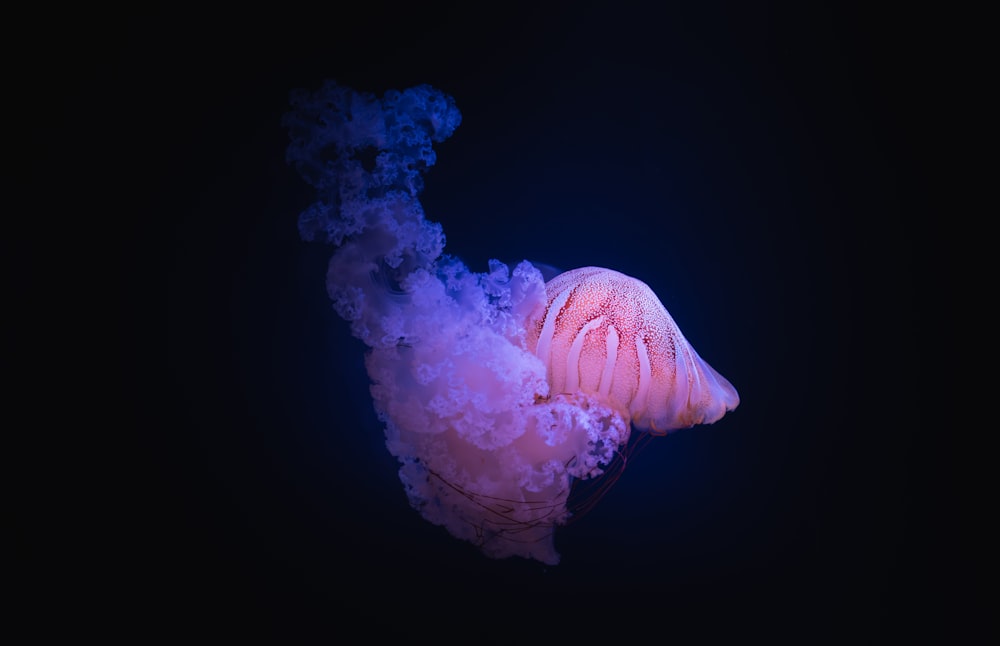 White And Pink Jellyfish On Black Background Photo Free Animal Image On Unsplash