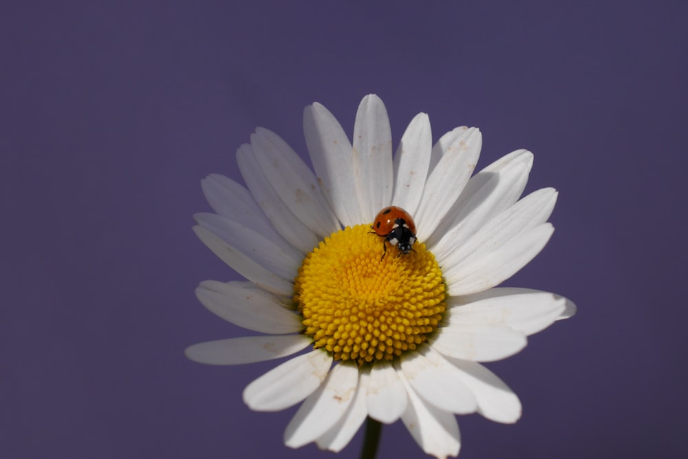 black and yellow ladybug on white daisy in close up photography