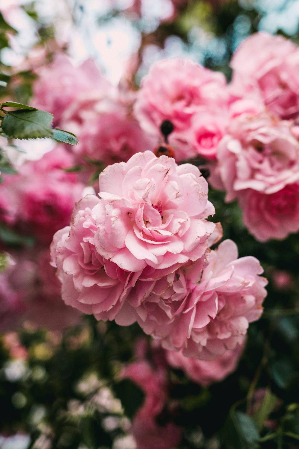 pink flowers in tilt shift lens