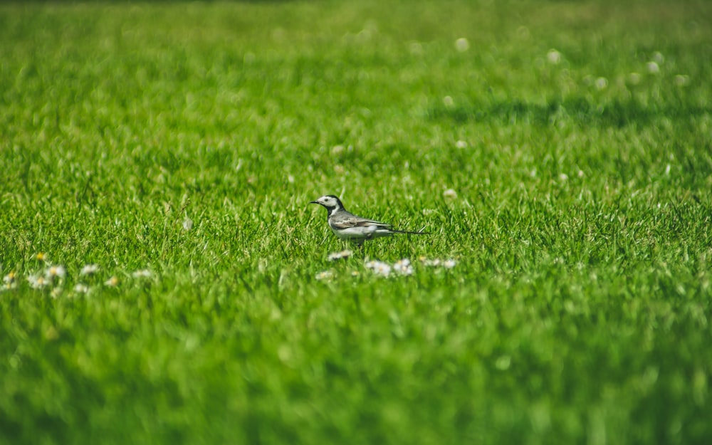 pássaro cinzento na grama verde durante o dia