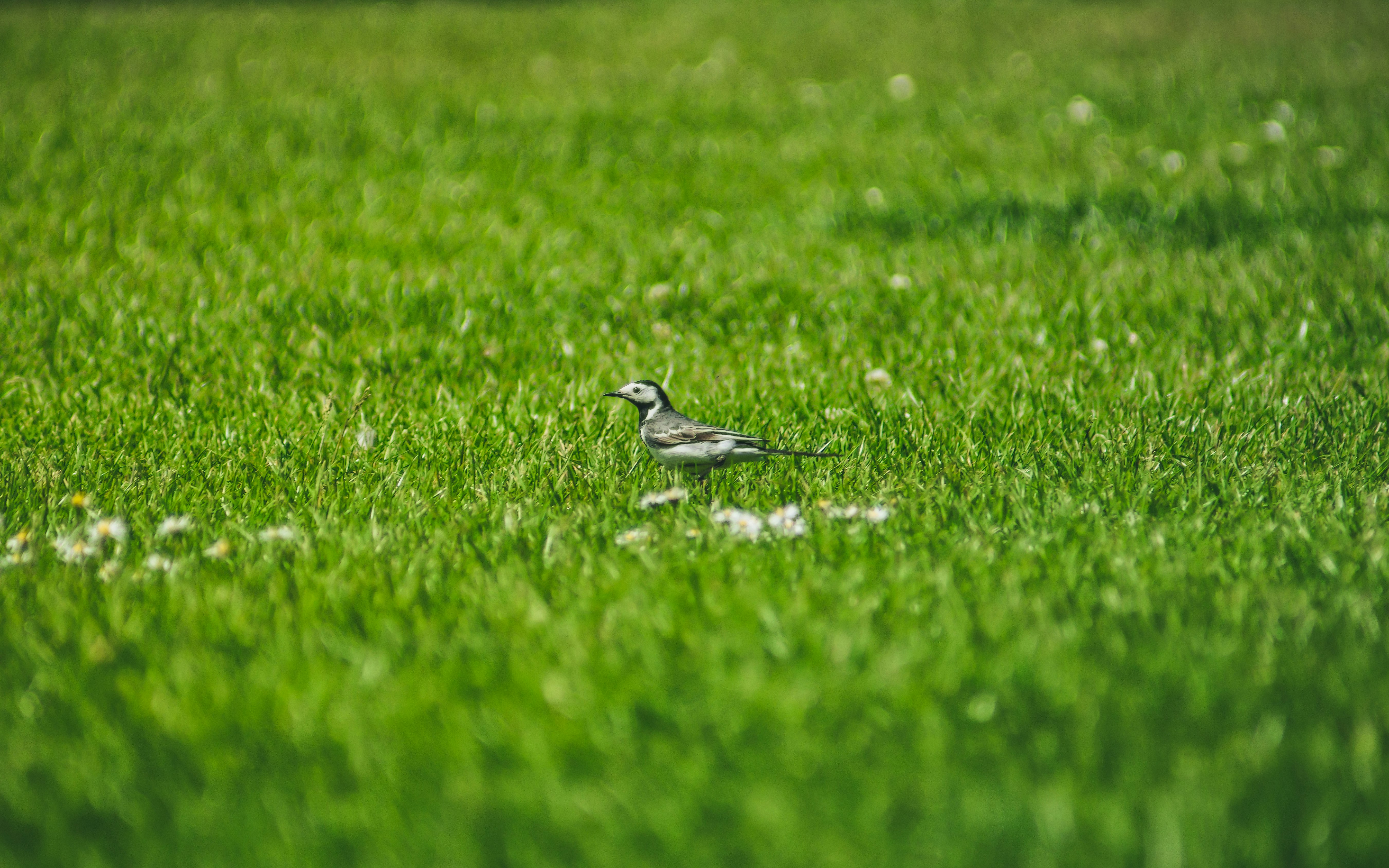 gray bird on green grass during daytime