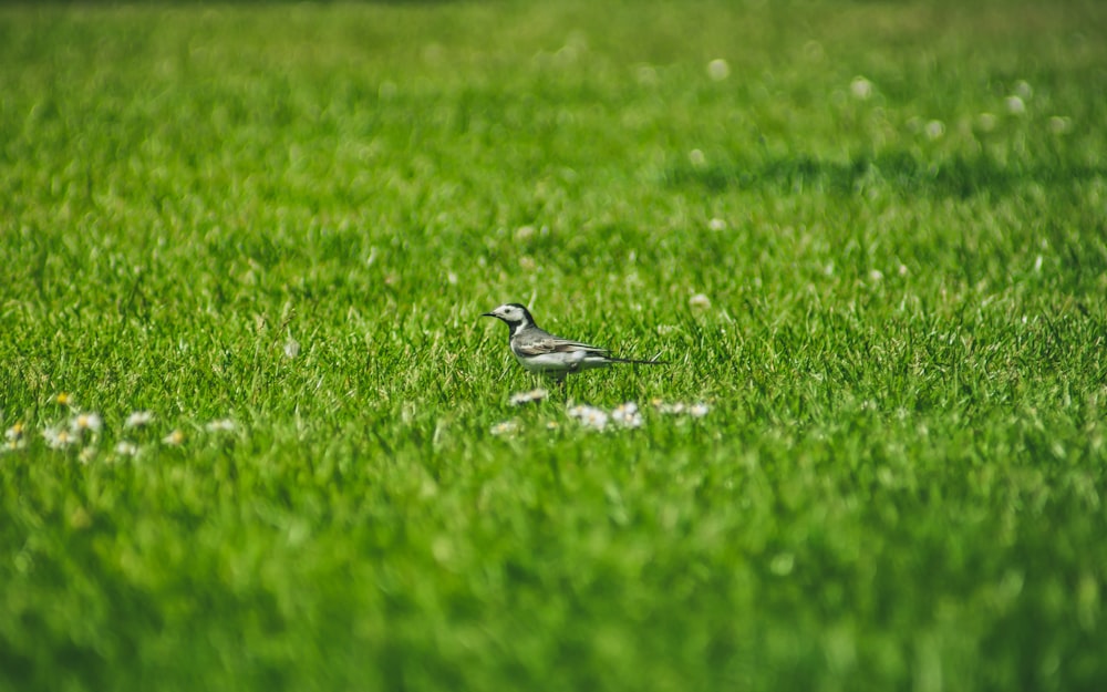 gray bird on green grass during daytime