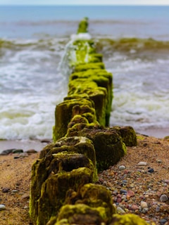 green moss on brown rock near sea during daytime
