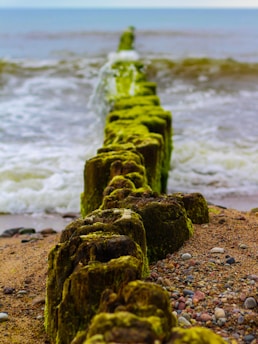 green moss on brown rock near sea during daytime