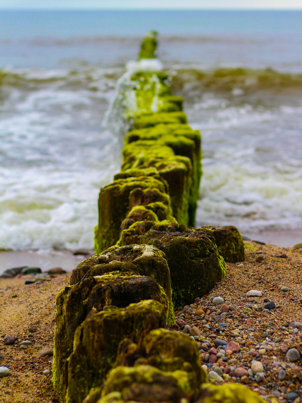 musgo verde na rocha marrom perto do mar durante o dia