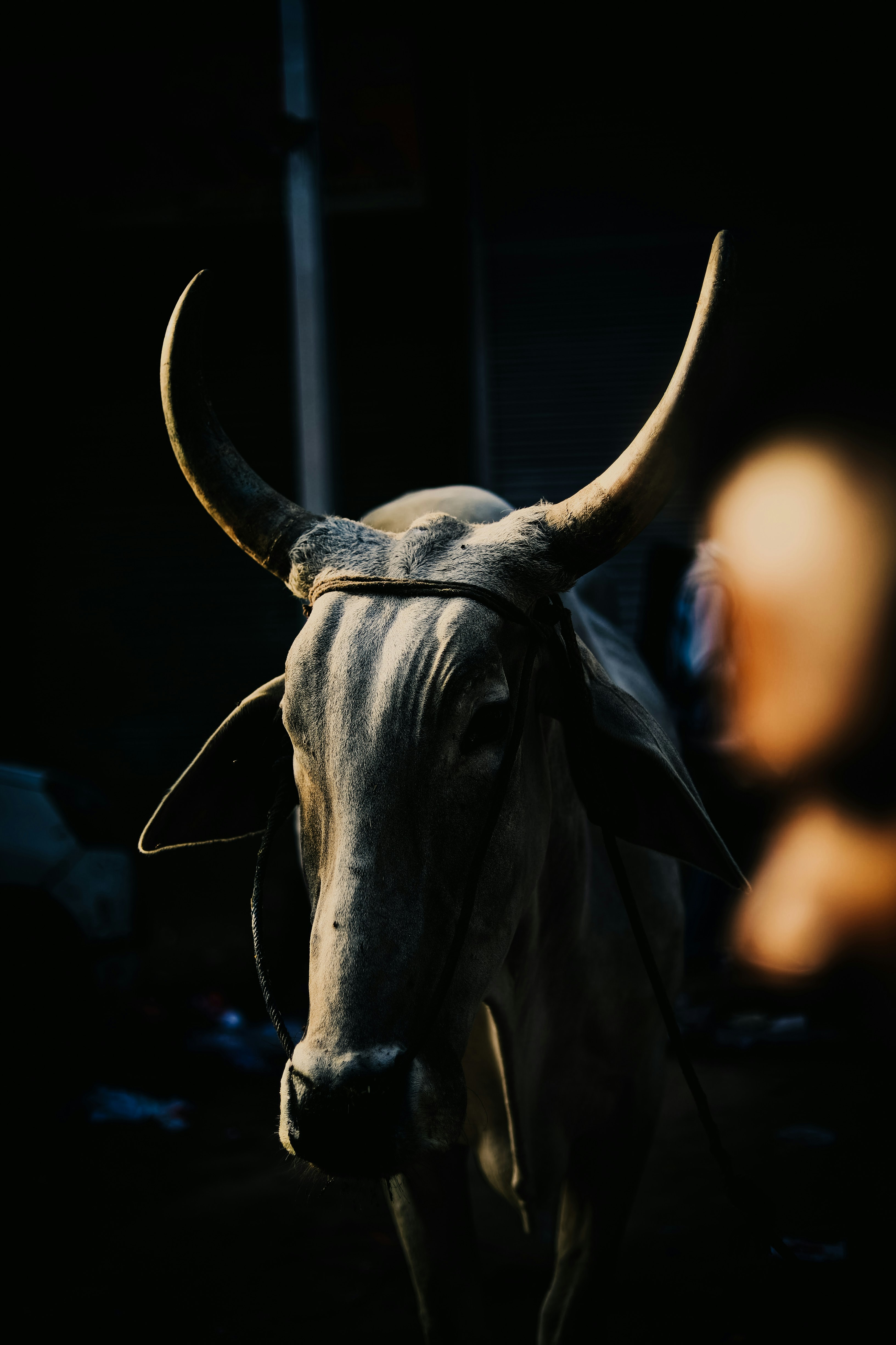 white cow in close up photography