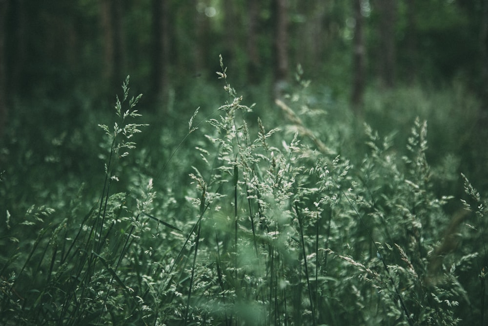 green grass field during daytime