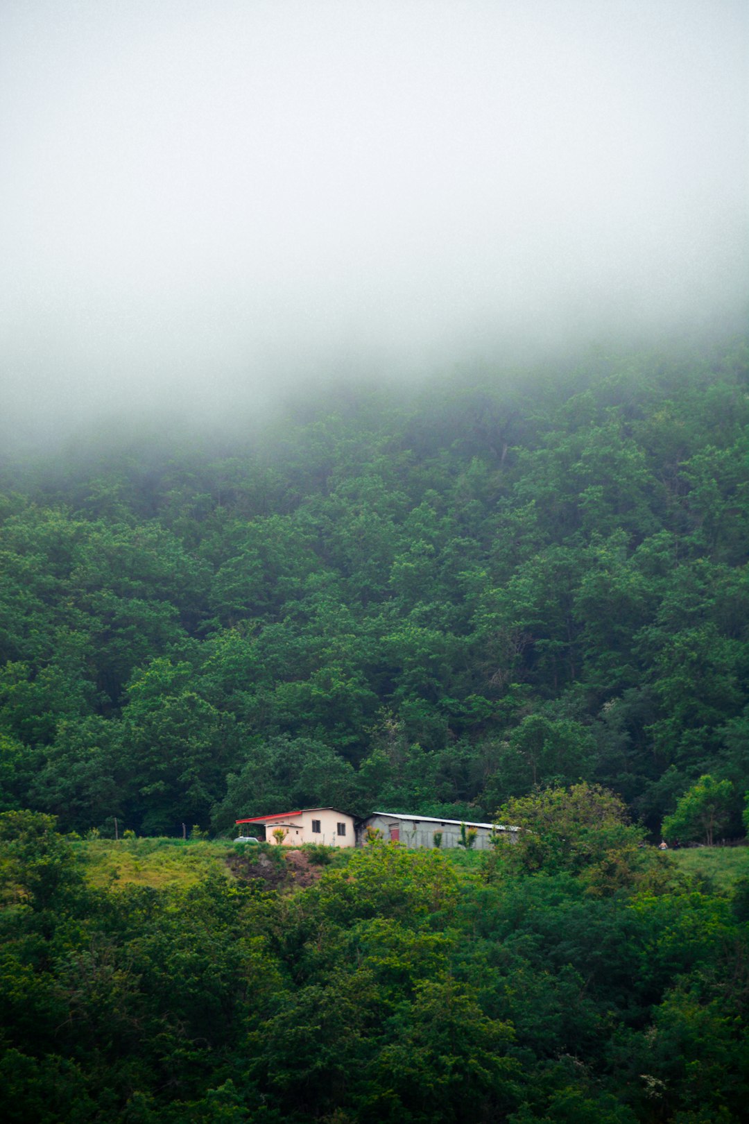 Foggy Jungle, Foggy Jungle, Mahdi Ebrahimi