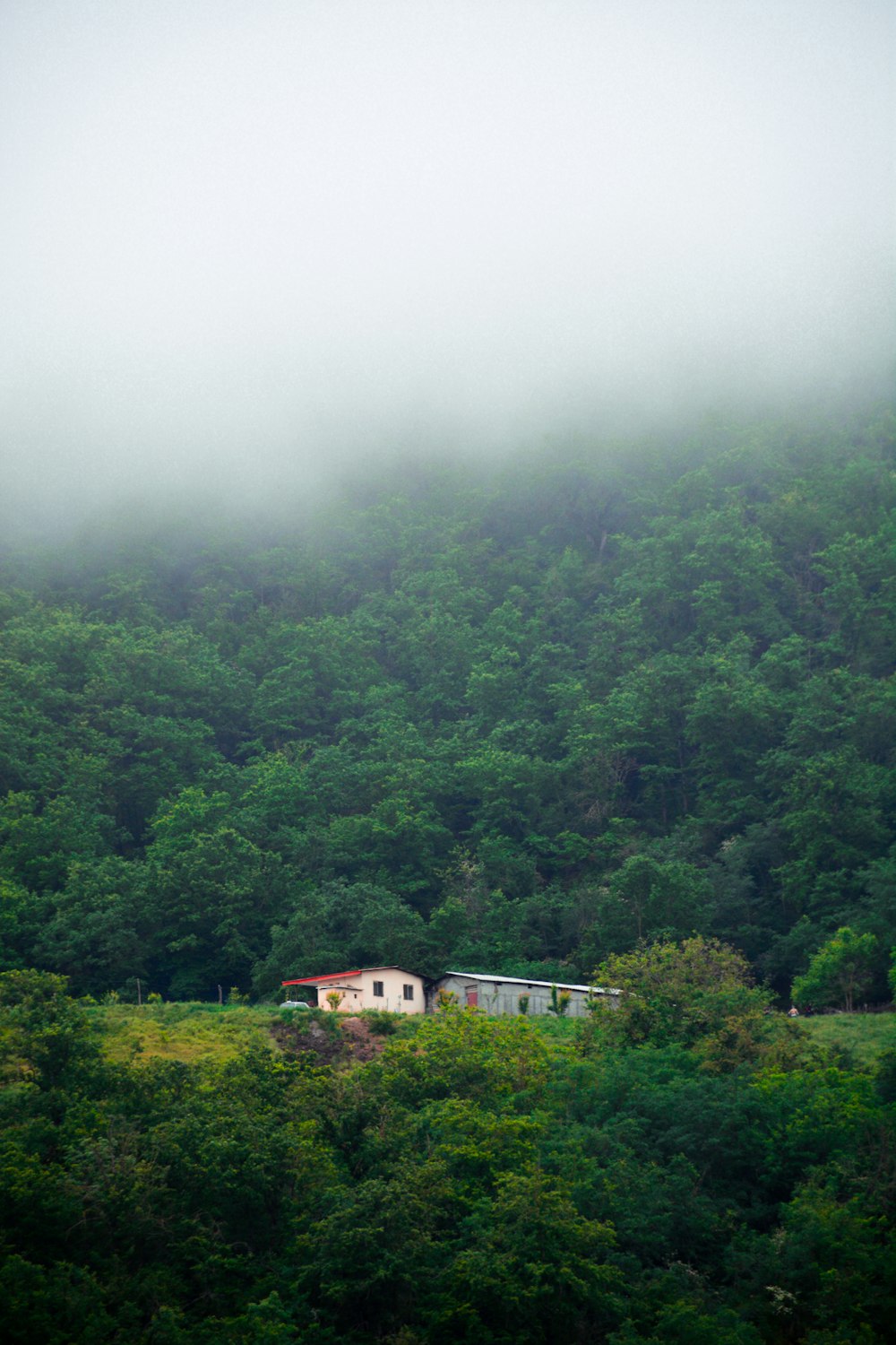 white and brown house surrounded by green trees