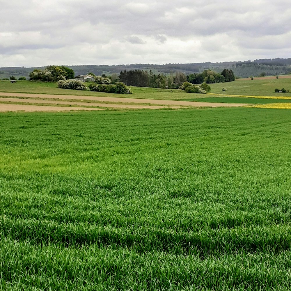 green grass field during daytime