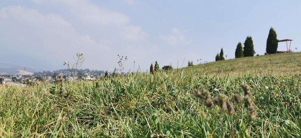 green grass field during daytime