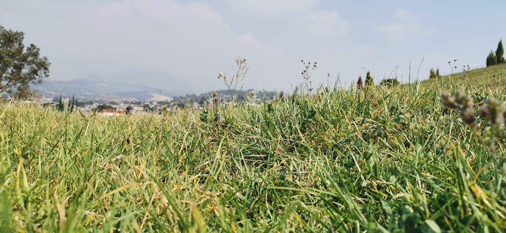 green grass field during daytime