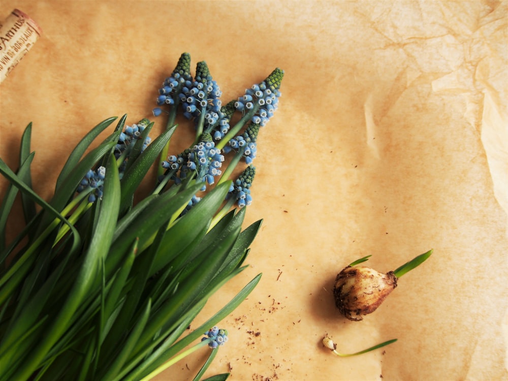 green leaves on brown surface