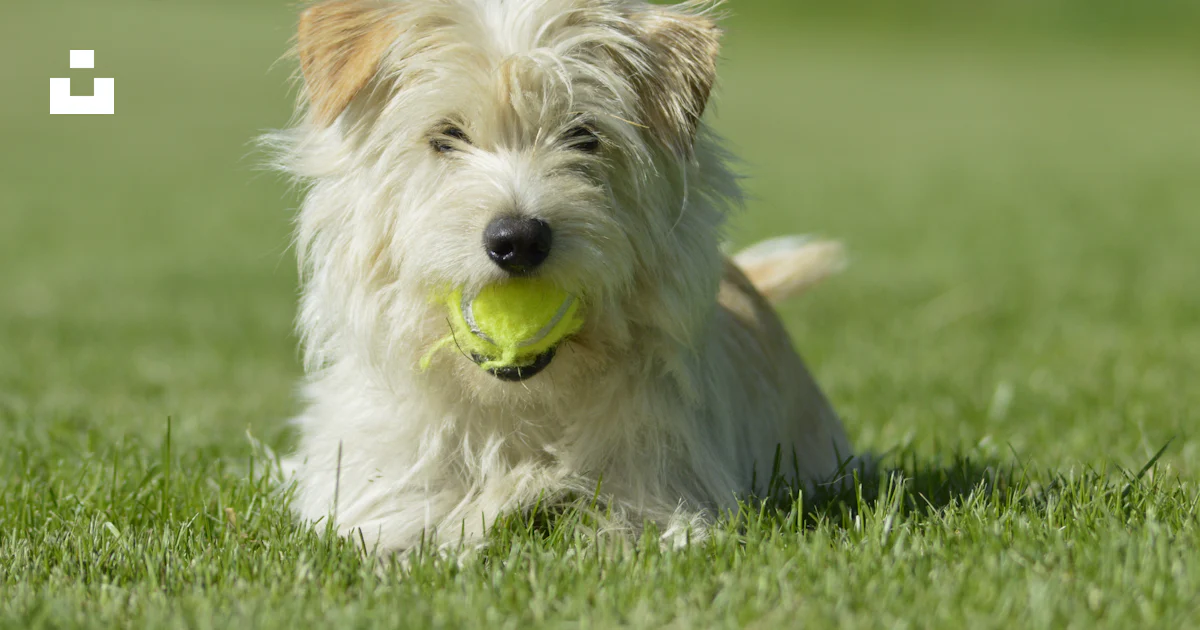 White Long Coat Small Dog On Green Grass Field Photo Free Plant Image white-long-coat-small-dog-on-green-grass-field-photo-free-plant-image