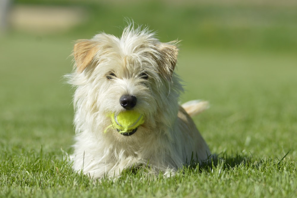 weißer langer Mantel kleiner Hund auf grünem Grasfeld