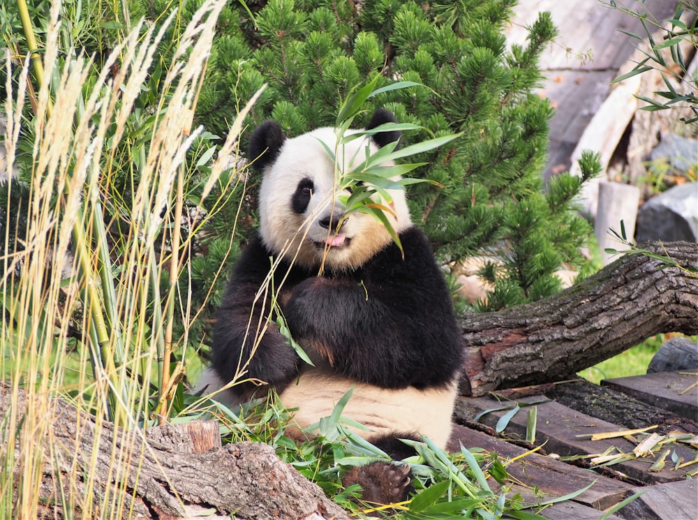 panda on tree branch during daytime