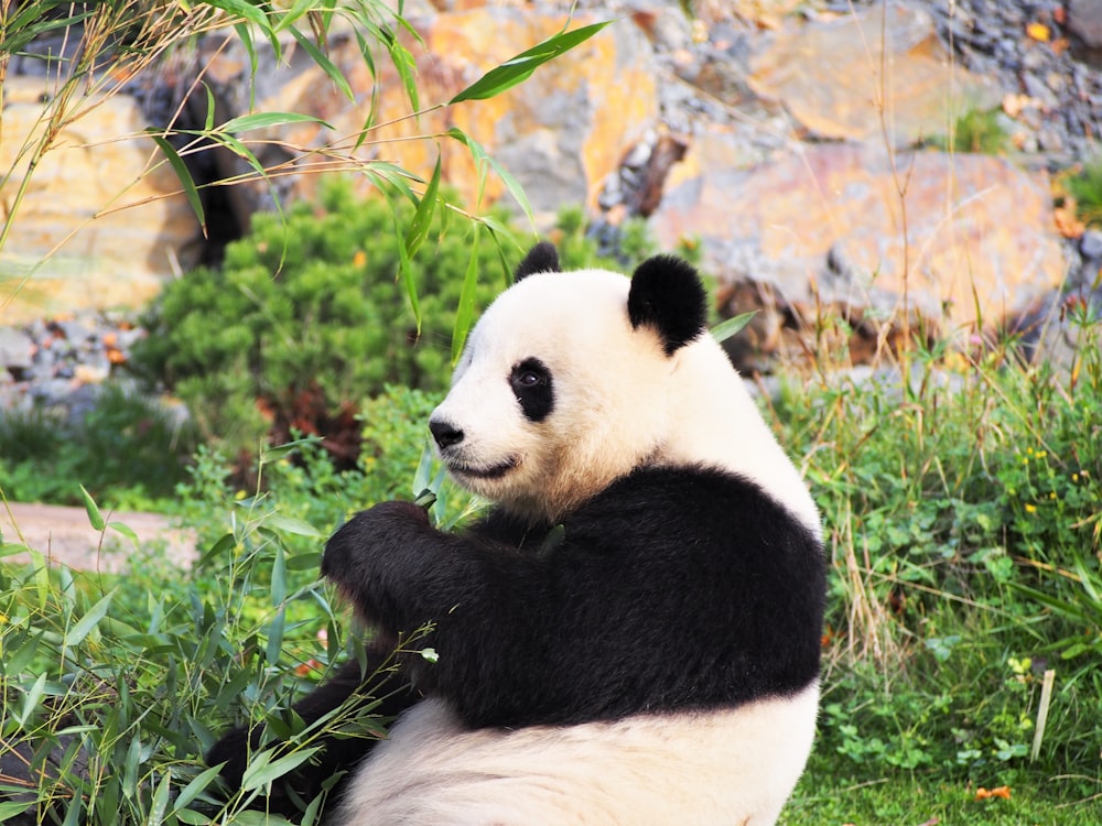 panda on green grass during daytime