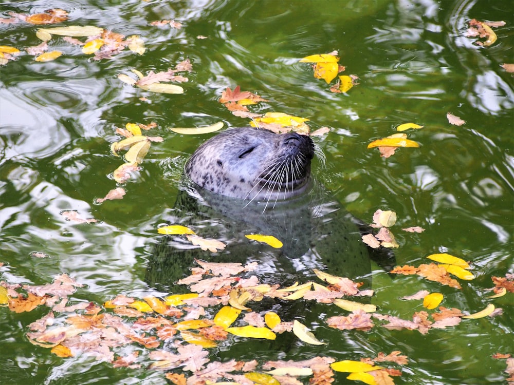white seal on water with leaves