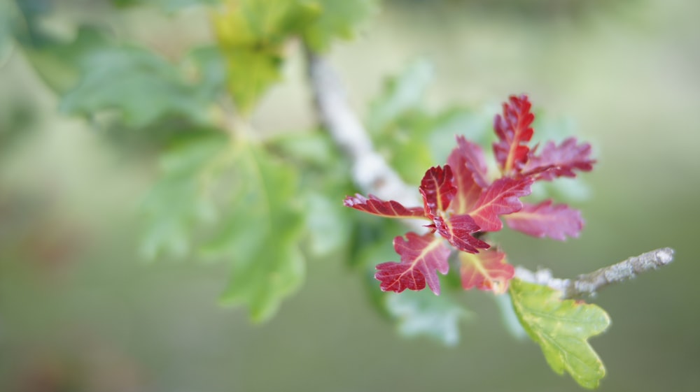 red flower in tilt shift lens