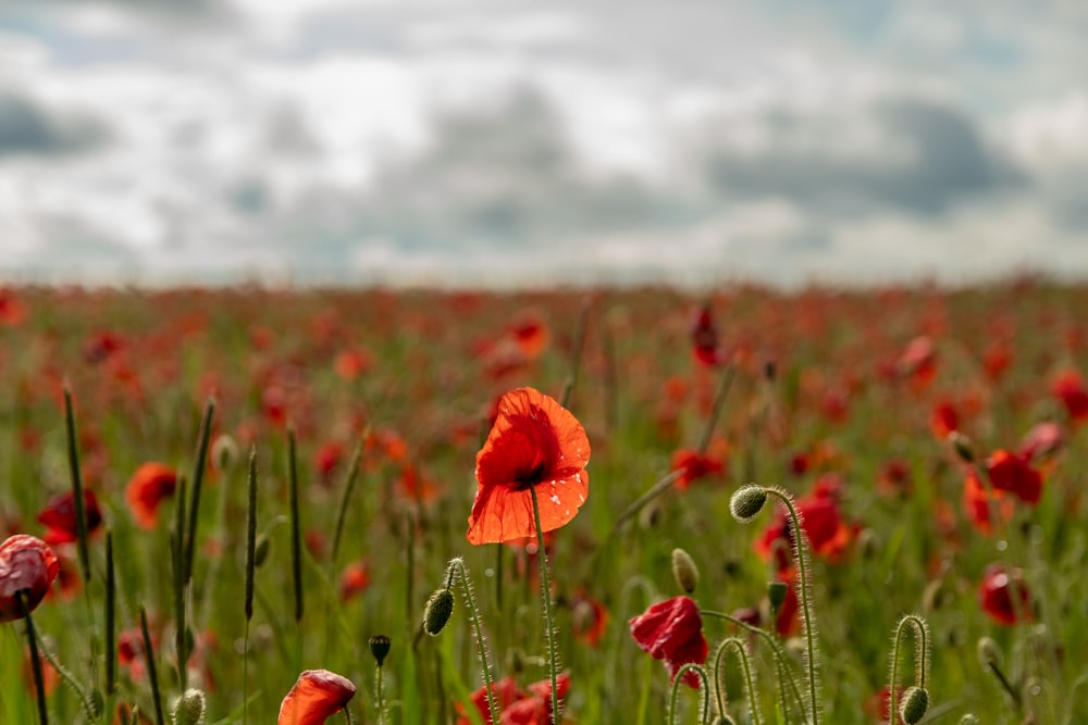 red flower field during daytime