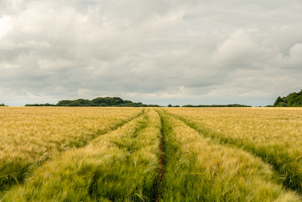 green grass field under cloudy sky during daytime