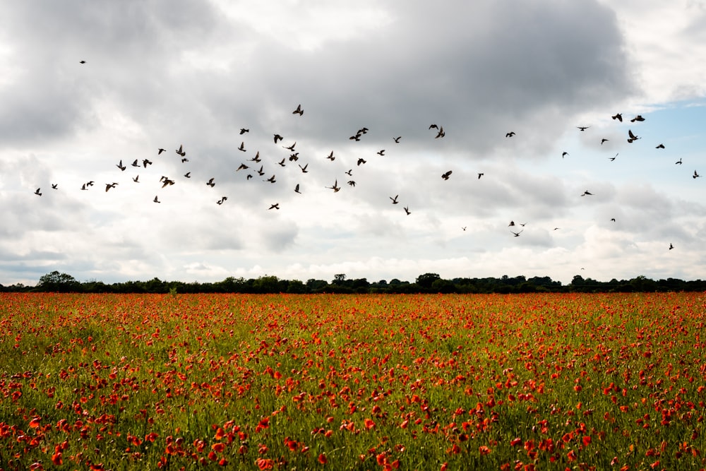 flock of birds flying over green grass field during daytime