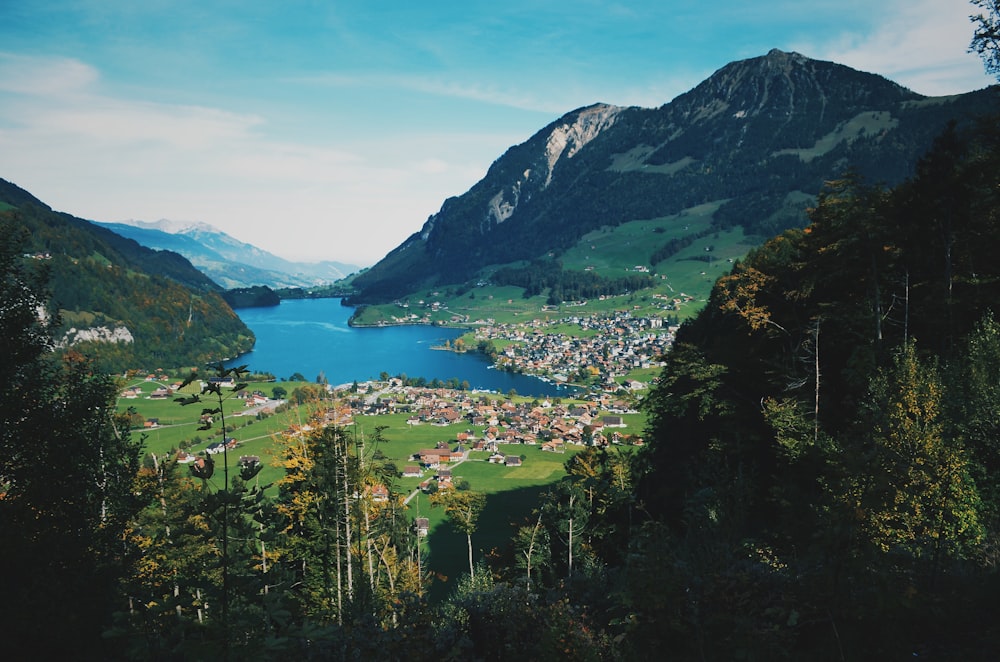 green trees on mountain during daytime