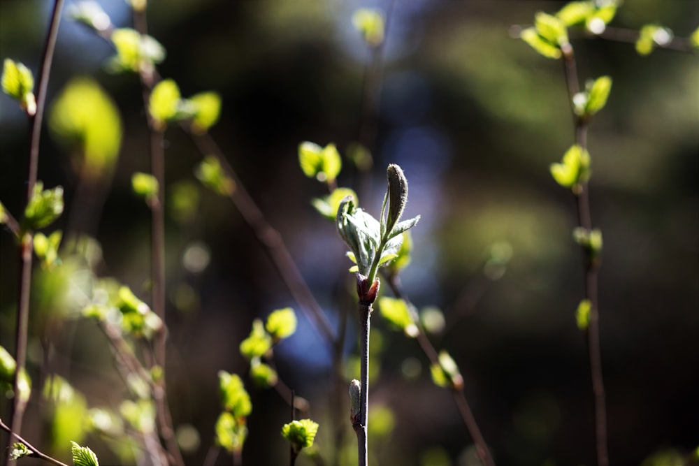 green flower bud in tilt shift lens