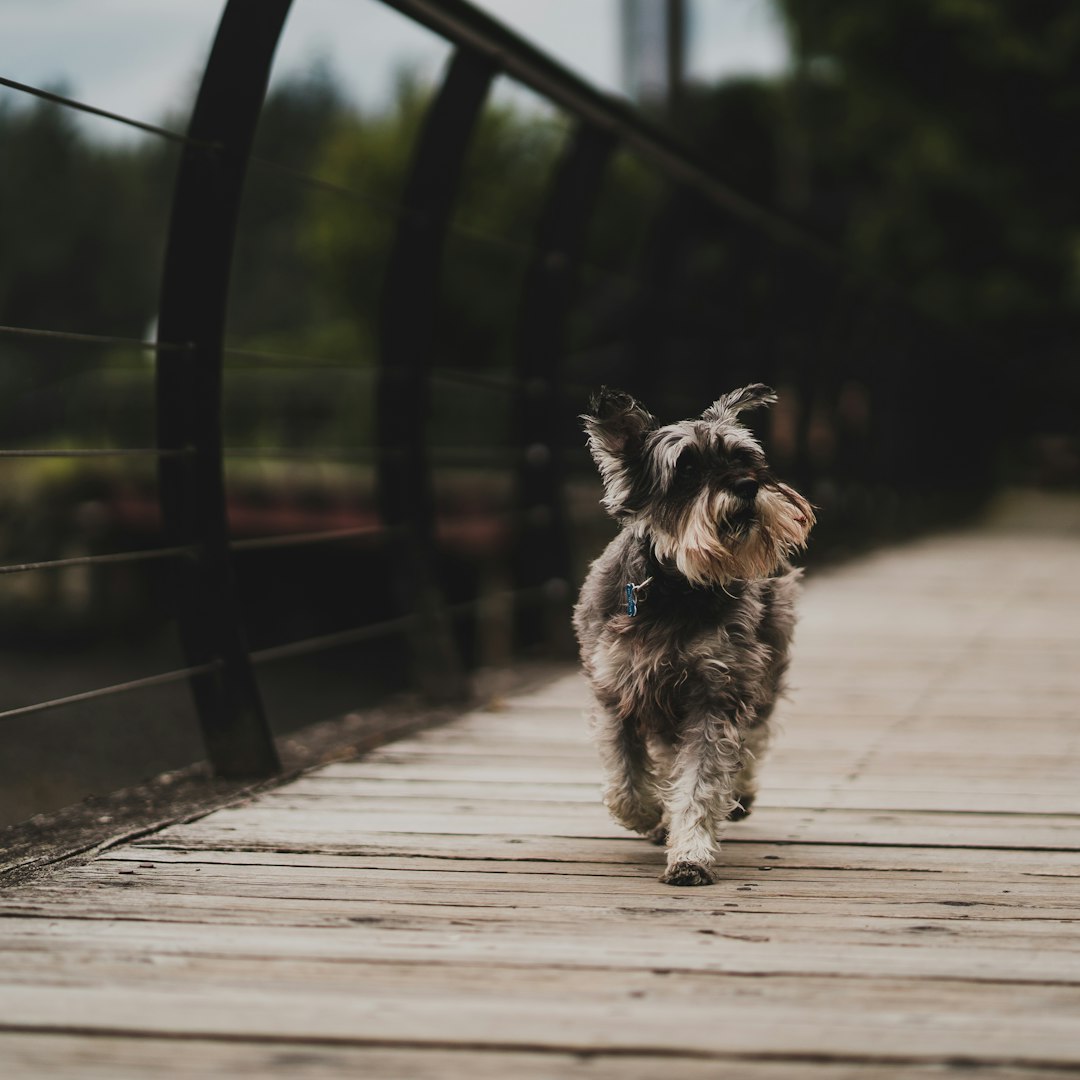 black and white long coat small dog on wooden floor