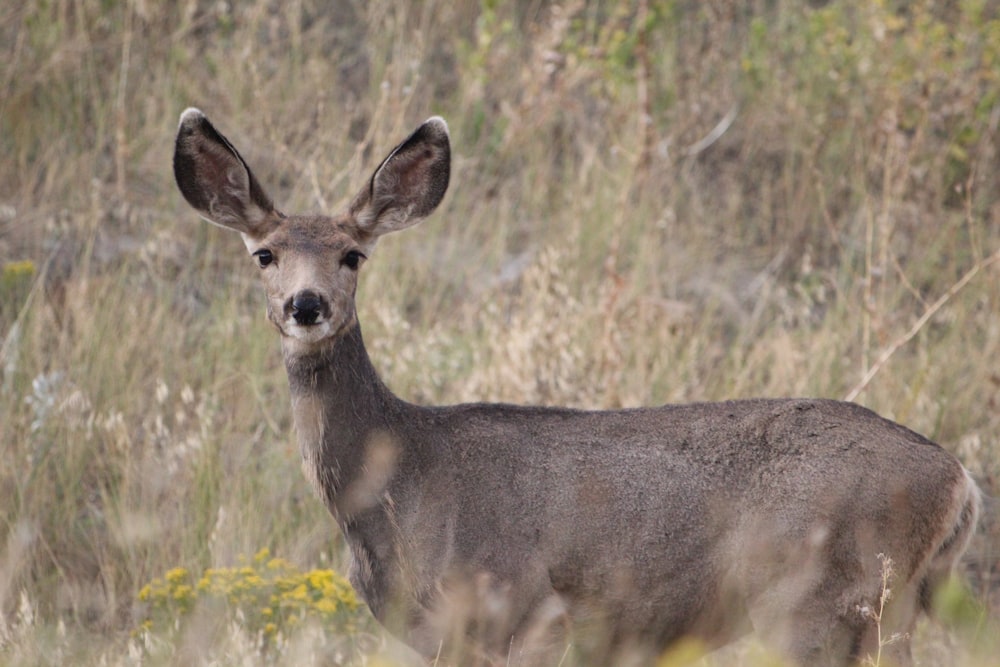 brown deer on green grass during daytime