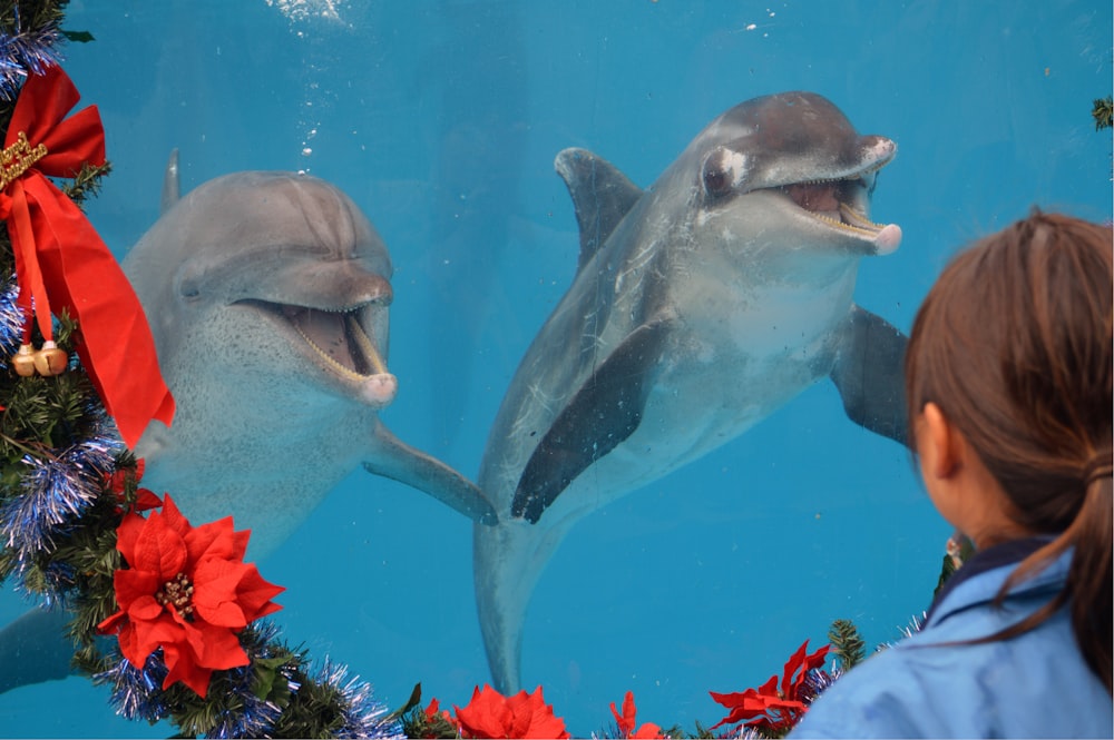 dauphin gris dans l’eau avec des fleurs rouges