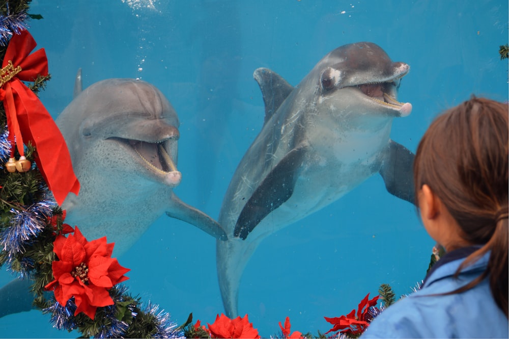 Delfín gris en el agua con flores rojas