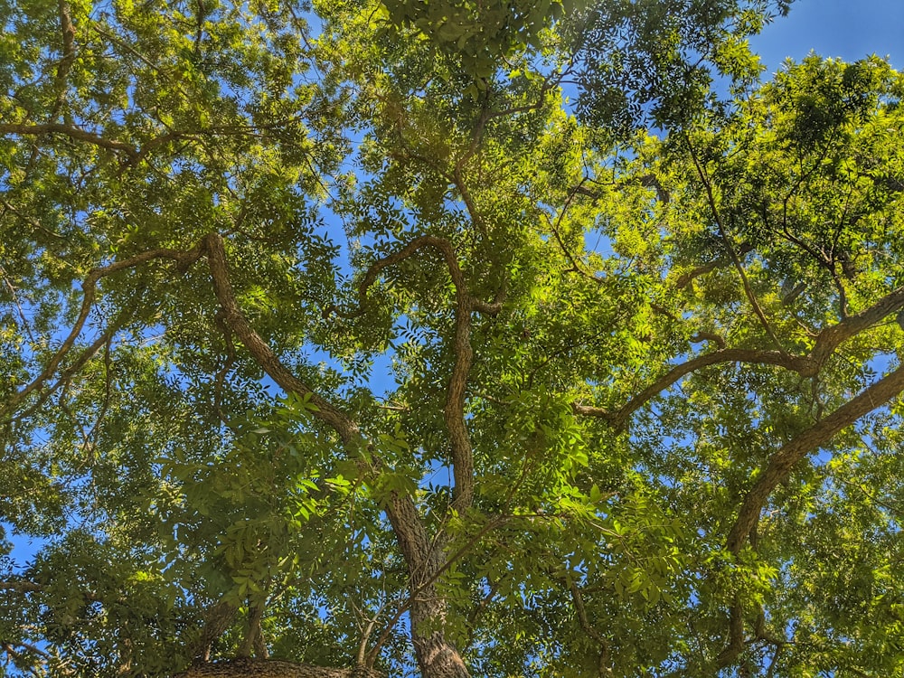 green and yellow leaf tree