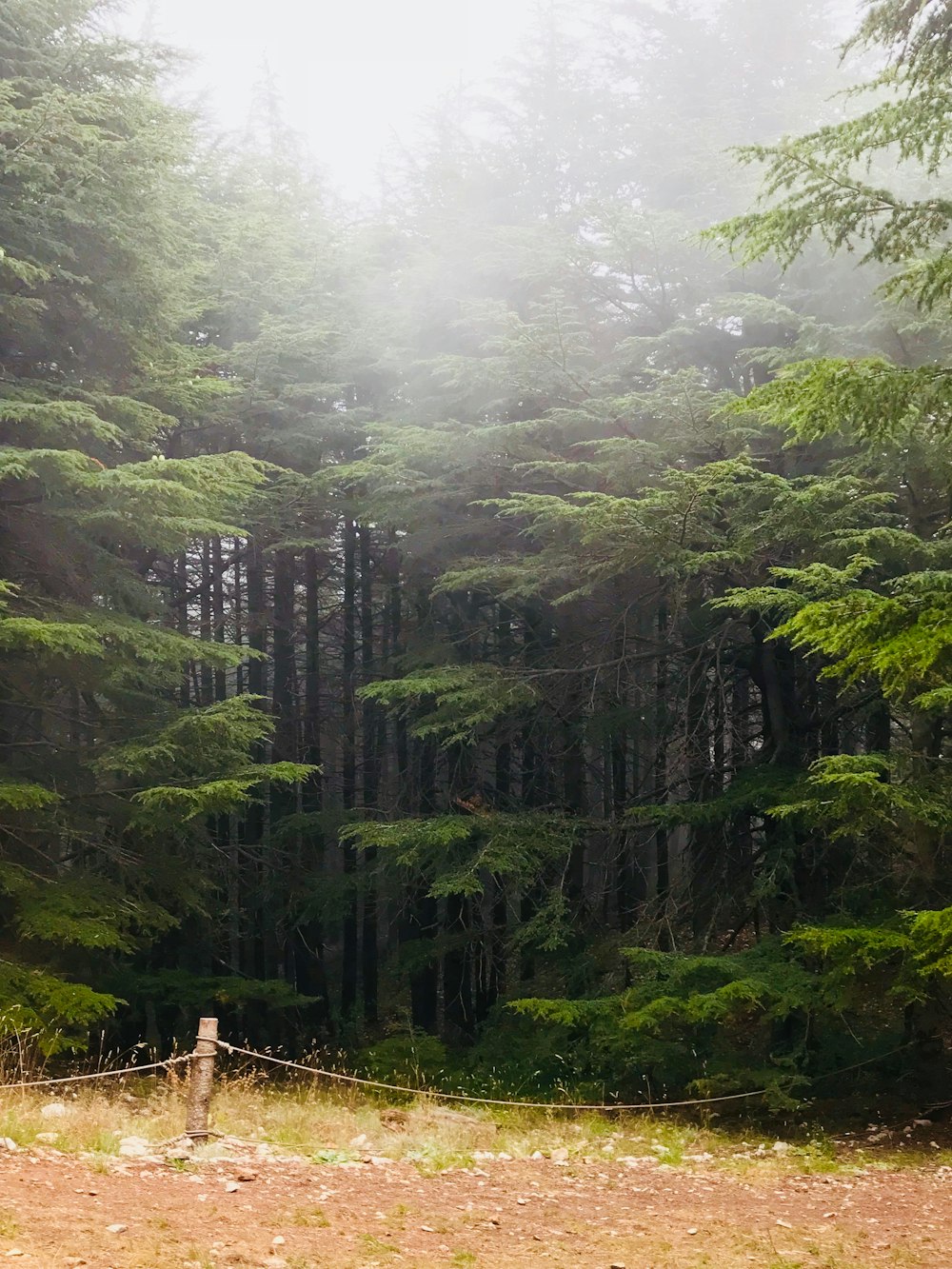 Chouf Cedar Reserve 3
