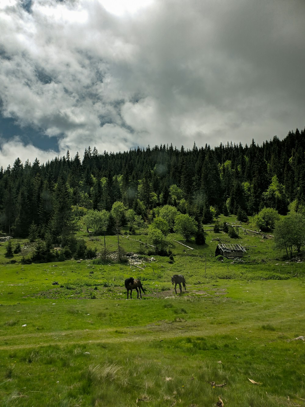 Champ d’herbe verte avec des arbres sous des nuages blancs