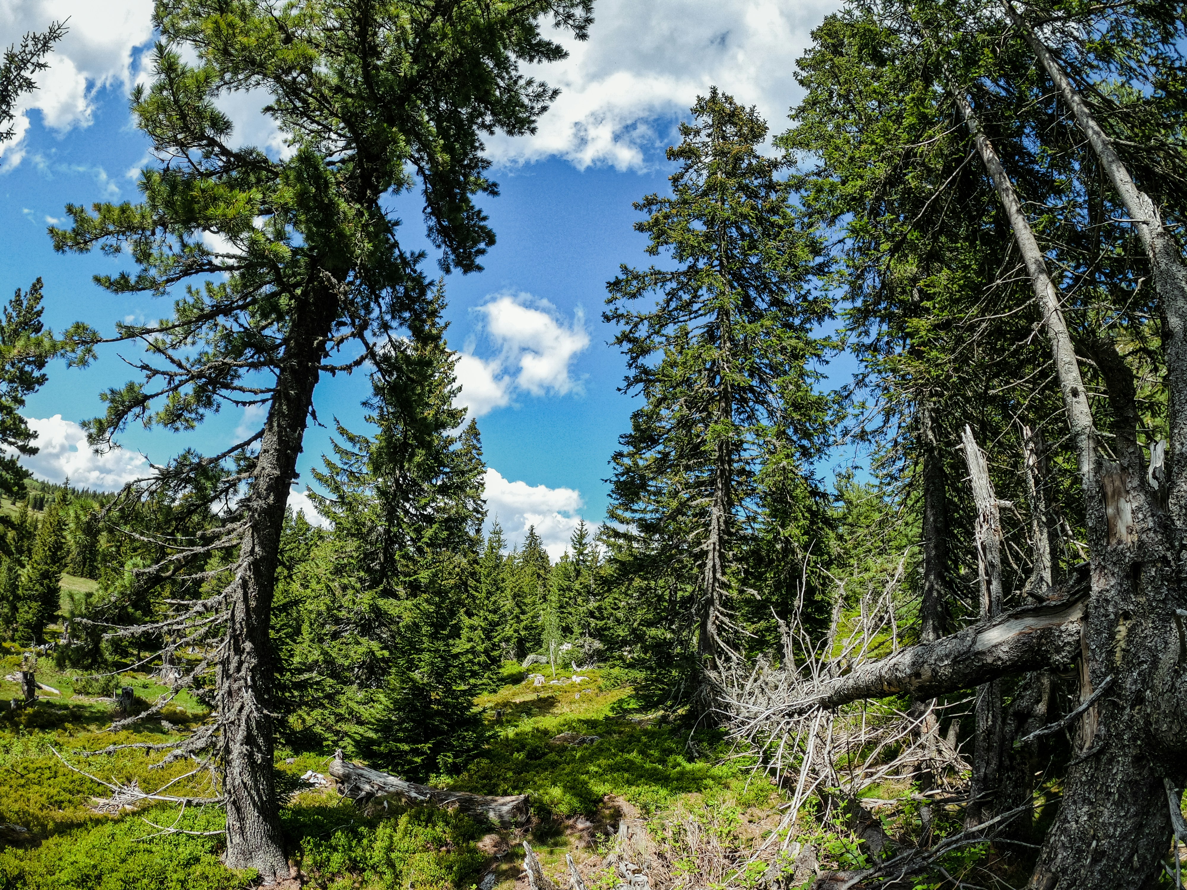 Photo by alberthyseni