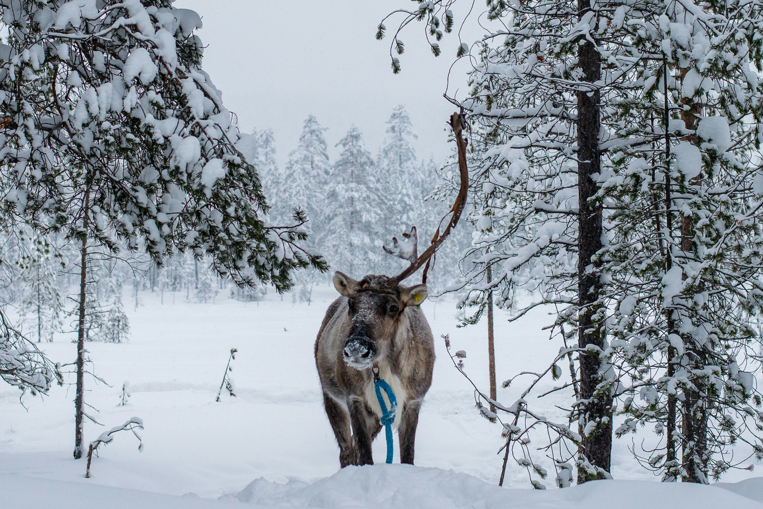 Syöte National Park Winter Wonderland