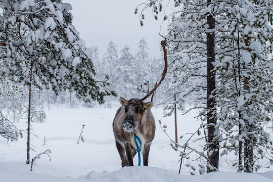 brown deer on snow covered ground during daytime in Iso-Syöte Finland