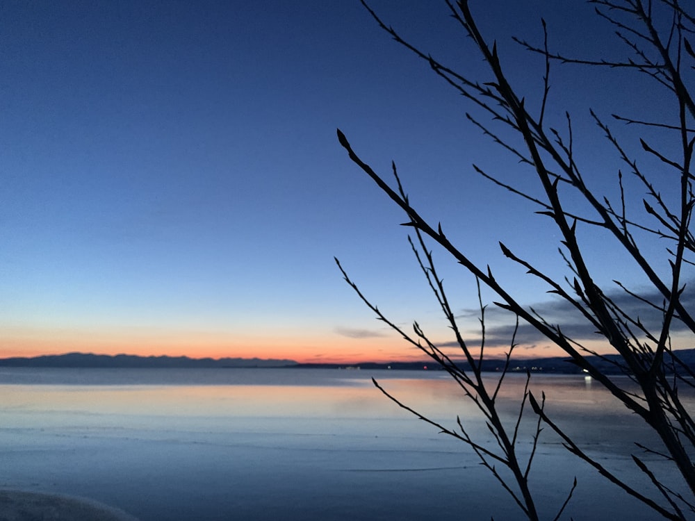 leafless tree on body of water during sunset