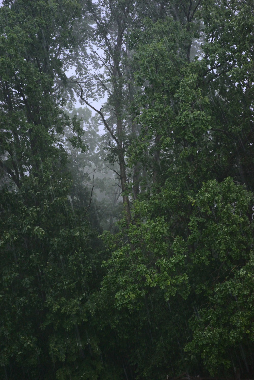 green trees under white sky during daytime