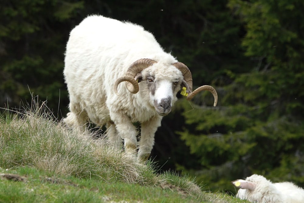 white sheep on green grass during daytime