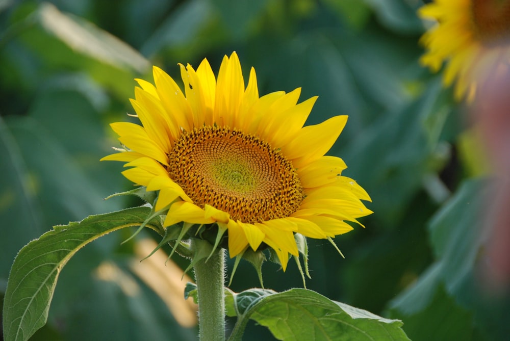 yellow sunflower in bloom during daytime