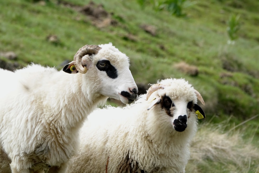 white sheep on green grass field during daytime